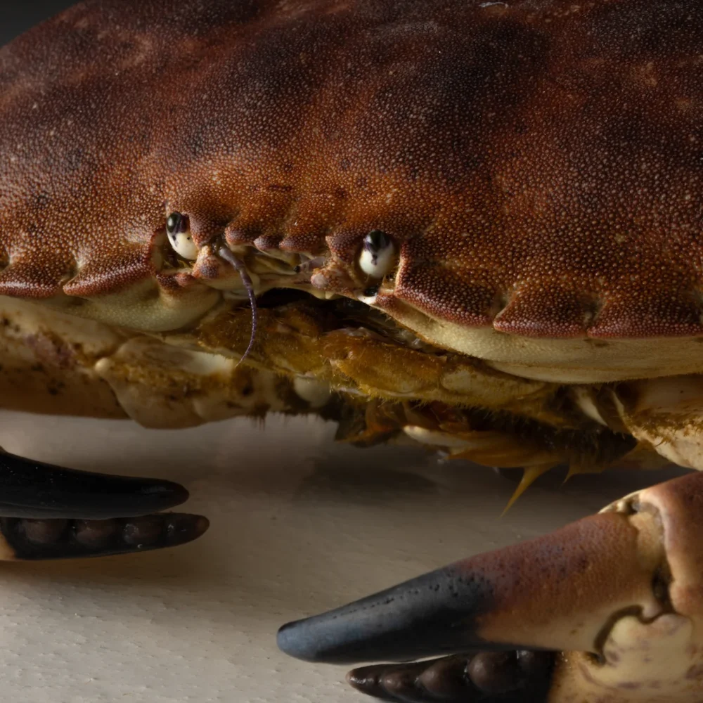 bakker ontwerp portfolio branding, webdesign en ontwikkeling